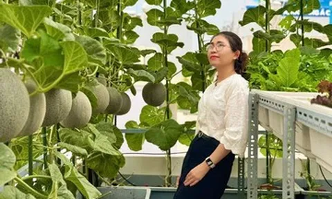 Mẹ đảm TPHCM biến sân thượng 30m2 thành vườn dưa lưới sai trĩu quả