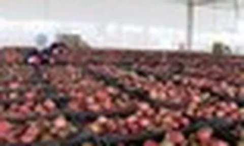 Một 'báu vật' triệu USD của Việt Nam được Trung Quốc liên tục săn đón, nước ta là nhà xuất khẩu top 10 thế giới