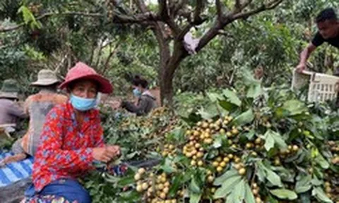 Campuchia quyết tâm làm giàu với loại quả Việt Nam đang trồng rất nhiều: Xuất khẩu trực tiếp sang Trung Quốc, tự tin sẽ mang lại lợi nhuận lớn