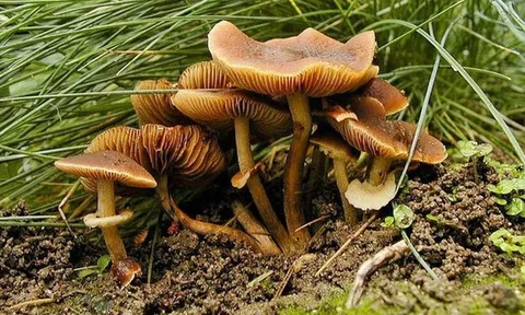 Hái loại cây màu nâu sau nhà ăn, 3 người lập tức nhập viện