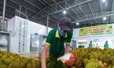 Nông sản Việt chinh phục thị trường Trung Quốc bằng cách nào?