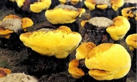 Loại nấm đắt đỏ bậc nhất thế giới, ngăn ngừa khối u phát triển: Việt Nam nuôi cấy thành công