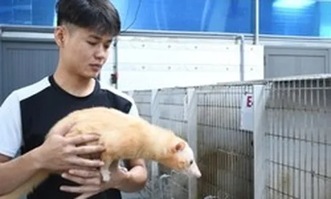 Khám phá trang trại nuôi chồn hương đặc biệt ở TP Đồng Nai