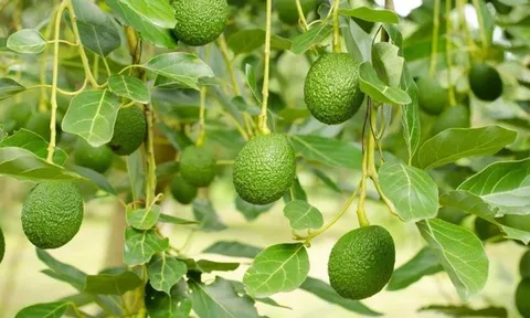Loại quả được đánh giá "tốt nhất thế giới", ở Việt Nam hễ ra chợ là thấy