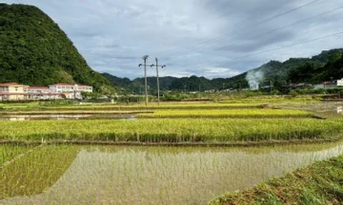 Hơn 40 tuổi, tôi vẫn được mùa hè tuổi thơ vỗ về