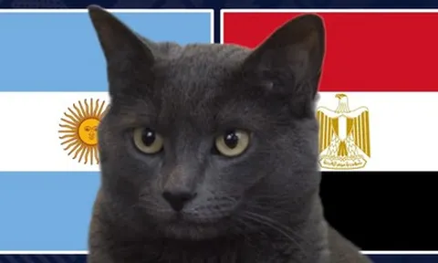 Mèo "tiên tri" dự đoán kết quả trận Argentina vs Ai Cập: Bản lĩnh nhà vô địch