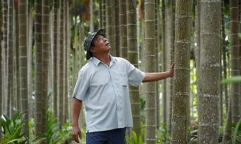 Bỏ bưởi trồng cau, người đàn ông miền Tây thu hơn 1 tỷ đồng mỗi năm