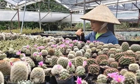 Bỏ việc lương ổn định, 9X về quê trồng xương rồng, thu 300 triệu đồng/năm