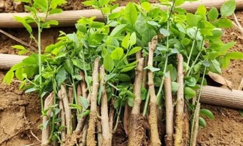 Loại rau chỉ trồng một lần ăn cả đời, sắt gấp 7 lần thịt bò, vừa mát vừa ngọt như hạt nêm trẻ thích mê