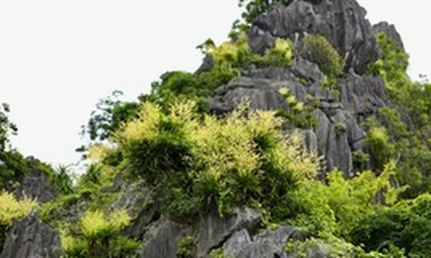 Ngắm vách đá triệu năm của vịnh Hạ Long 'nở hoa' tuyệt đẹp