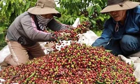 Cà phê lên gần 98.000 đồng/kg