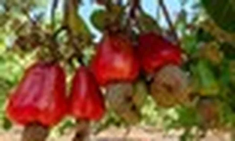 Campuchia quyết tâm làm giàu từ loại ‘sản vật’ Việt Nam đang dẫn đầu thế giới: Vừa thu về hơn 1,4 tỷ USD, diện tích trồng hơn 500.000 ha