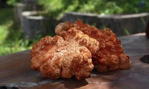 Sự thật về 1 loài nấm độc lạ có khả năng diệt tế bào ung thư: Hy vọng mới hay chỉ trên lý thuyết?