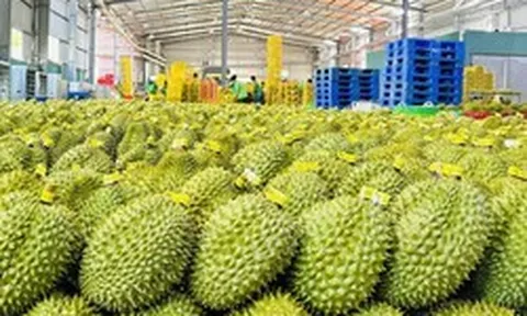 Giá một mặt hàng xuất khẩu chủ lực của Việt Nam lao dốc giữa lúc Trung Quốc tăng mua, điều gì xảy ra?
