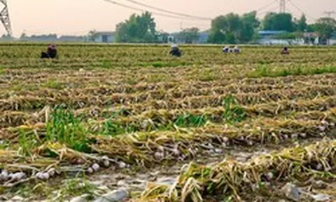 Trung Quốc lo mất mùa một loại nông sản Việt Nam đang trồng rất nhiều: 40% sản lượng bị ảnh hưởng do mưa, giá tăng mạnh