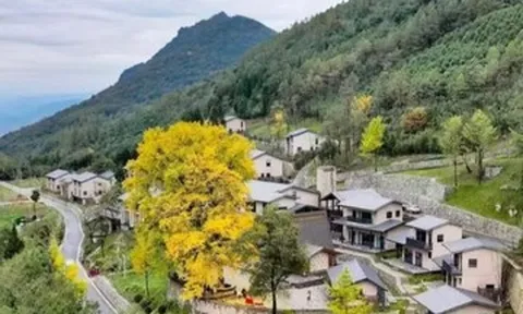 Độc đáo điểm đăng ký kết hôn dưới gốc cây 'vợ chồng' 1.500 năm tuổi