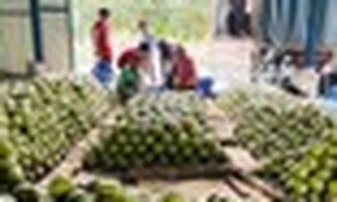 Sau sầu riêng, Thái Lan quyết tâm làm giàu với loại quả Việt Nam đang trồng rất nhiều: Được mùa được giá, Trung Quốc cực ưa chuộng