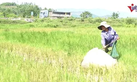 Vợ U70 chở chồng vượt gần 100km, đội nắng săn đặc sản 'tôm bay'