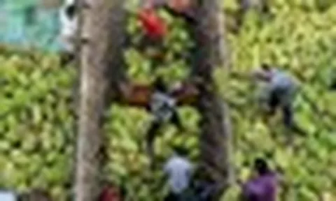 Sau sầu riêng, Lào chuẩn bị đua với Việt Nam một loại quả tại Trung Quốc: Láng giềng cực kỳ ưa chuộng, nước ta trồng hơn 80.000 ha