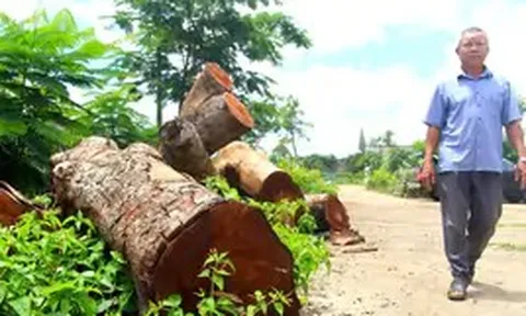 Vụ chặt xà cừ tại trụ sở xã: Người trồng hàng cây lên tiếng