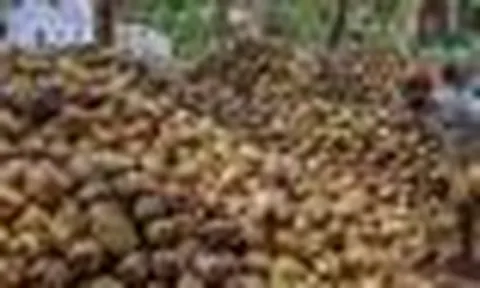 Không phải sầu riêng, một báu vật tỷ đô của Việt Nam khiến Trung Quốc, Mỹ mê mẩn: Diện tích trồng 200.000 ha, thu về hơn nửa tỷ USD