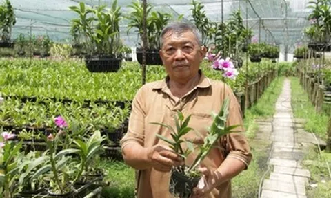 Từ 5 giò lan làm cảnh, lão nông TPHCM có vườn hoa doanh thu hơn 1 tỷ đồng/năm