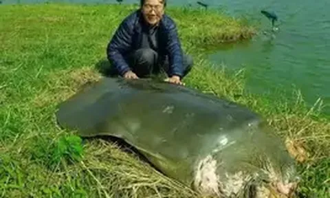 'Nhà rùa học' Hà Đình Đức qua đời