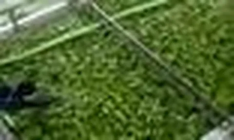 'Trái cây hạnh phúc' của Việt Nam được người Trung Quốc, Nhật Bản cực mê, hàng loạt đại gia chạy đua mở rộng diện tích