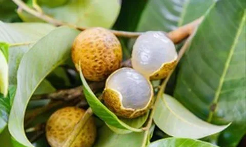 Phát minh chấn động ngành nông nghiệp của Trung Quốc: Lai tạo vải và nhãn ra giống quả mềm ngọt, không xơ, năng suất gấp 2 lần thông thường, có thể chịu lạnh âm độ