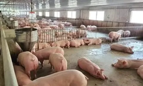 Giá lợn hơi tiếp tục giảm