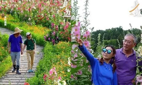 Vì câu nói của vợ, người đàn ông dành 10 năm biến 80ha đất cằn thành 'biển hoa'