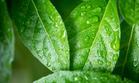 Việt Nam độc quyền phân lập hoạt chất sinh học quý từ cây lá đắng: Tiềm năng chữa bệnh đái tháo đường