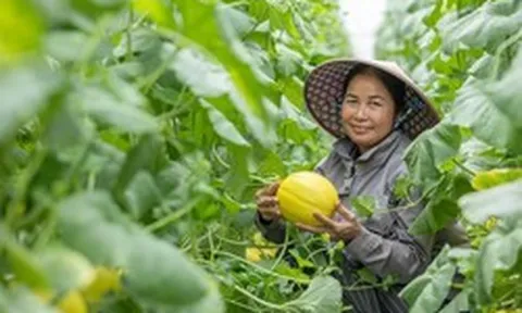 Nâng cao năng lực kinh doanh trực tuyến cho doanh nghiệp do phụ nữ làm chủ