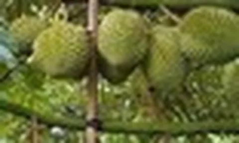 Trung Quốc phê duyệt thêm mã số cho nông sản Việt Nam xuất khẩu