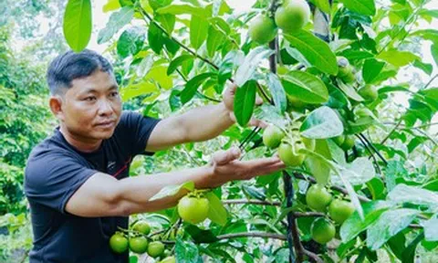 Người đàn ông Cần Thơ trồng hồng ruột nâu lạ mắt, thu 700 triệu đồng/năm