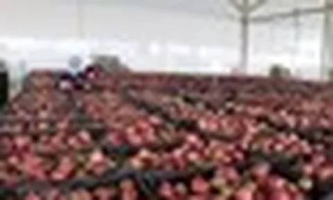 Loại quả "lọc" mỡ máu cực tốt, bán đầy chợ Việt giá chỉ từ 25.000 đồng/kg: EU ưa chuộng, xuất khẩu thu về hơn 116 triệu USD