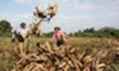 Campuchia hái ra tiền với loại 'vàng trắng' Việt Nam xuất khẩu top 3 thế giới: 8 tháng thu gần 500 triệu USD