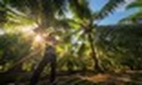 Tái sinh vườn dừa: Lời tri ân từ một doanh nghiệp nửa thế kỷ gắn bó với cây dừa