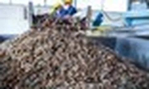 100.000 tấn phế phẩm bốc mùi bị Việt Nam vứt đi mỗi năm: Nay thành sản phẩm giá hàng chục USD/kg, startup gốc Việt huy động 4,15 triệu USD