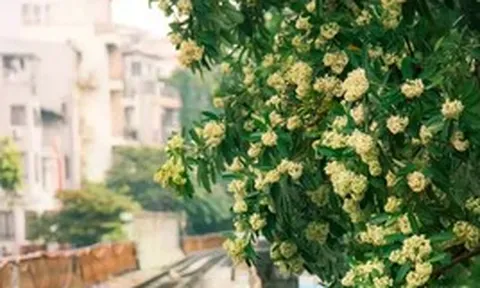 MC Diễm Quỳnh bênh hoa sữa