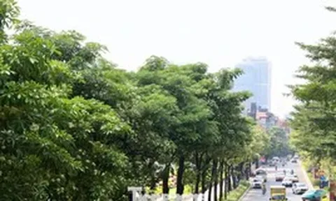Diện mạo đường phố Hà Nội sau đợt cắt tỉa hoa sữa