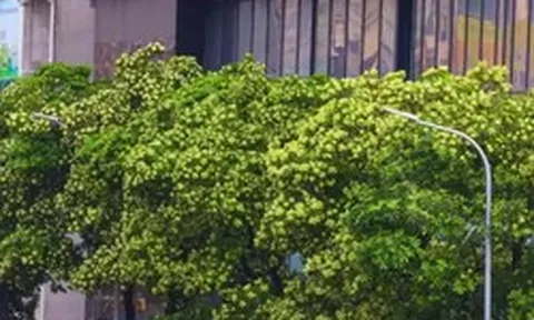 Hà Nội ban hành danh mục quản lý cây xanh: Không còn cây hoa sữa