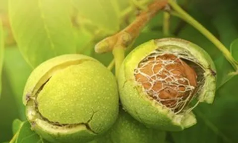 Không ăn cá hồi vẫn bổ sung Omega-3 với những thực phẩm quen thuộc này