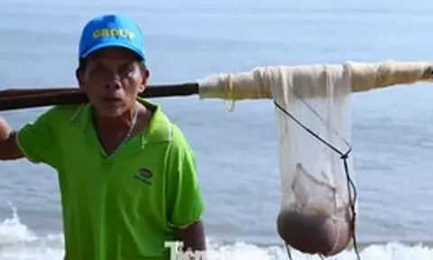 Nghề 'đi giật lùi' kiếm tiền triệu mỗi sáng ở biển