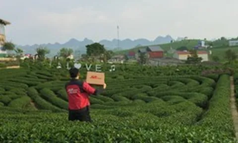 Giải bài toán vận hành cho hộ kinh doanh chè Thái Nguyên