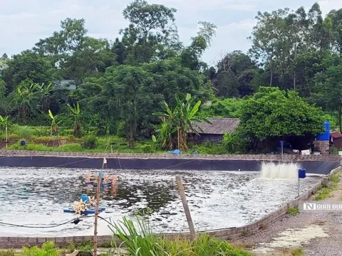 Quảng Ninh: Doanh nghiệp "ôm" hơn 40 ha đất rồi bỏ hoang