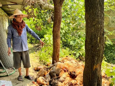 Thảm cảnh khủng khiếp 'mùa mất điện'