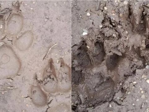 Phát hiện 2 cá thể nghi là hổ tại Mộc Châu, Sơn La