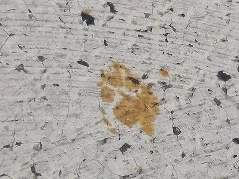 Truy tìm con mèo rơi vào thùng chất độc gây ung thư ở Nhật Bản