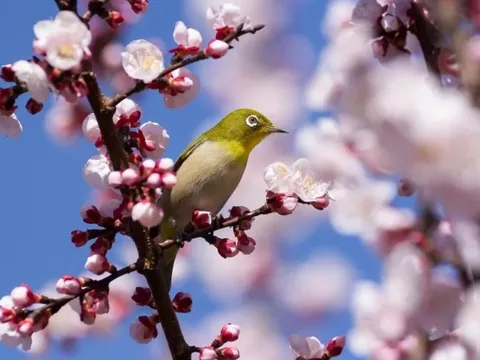 Hoa anh đào Somei - Yoshino sắp tuyệt chủng?